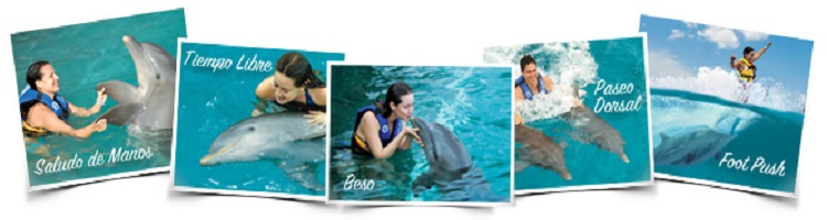 behaviors_royal_swim